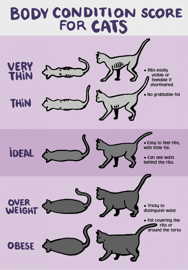 This image has an empty alt attribute; its file name is cat-weigth-chart.png